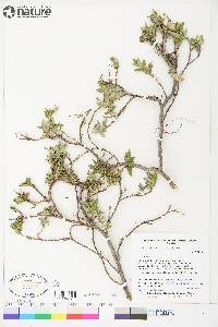 Salix richardsonii image