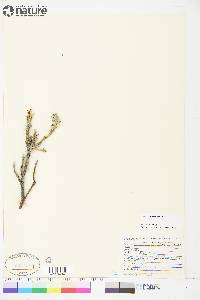 Salix richardsonii image