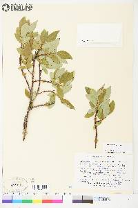 Salix richardsonii image