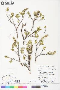 Salix richardsonii image