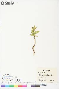 Salix richardsonii image