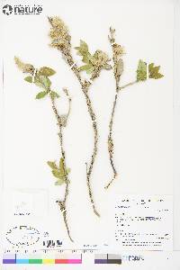 Salix richardsonii image