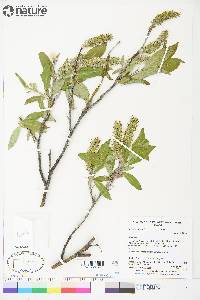 Salix richardsonii image