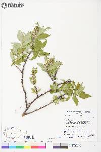 Salix richardsonii image