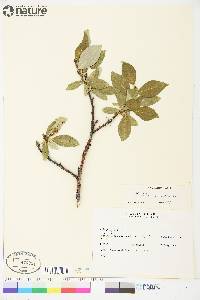 Salix lanata image