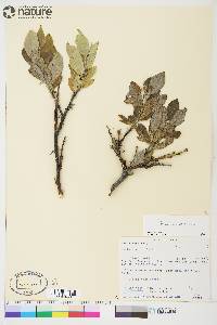 Salix lanata image