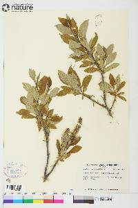 Salix richardsonii image