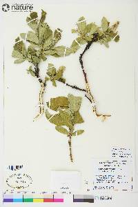 Salix richardsonii image