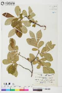 Salix scouleriana image