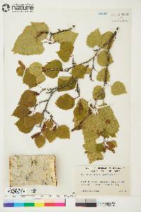 Betula papyrifera image