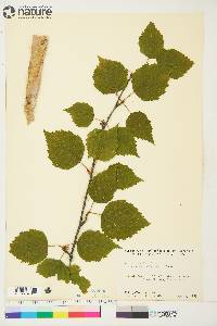 Betula papyrifera var. commutata image