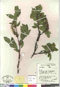 Salix richardsonii image