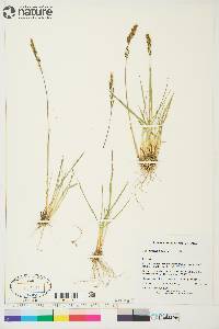 Deschampsia brevifolia image