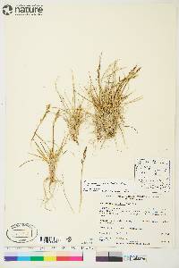 Deschampsia brevifolia image