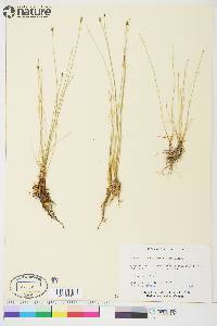 Eleocharis quinqueflora image