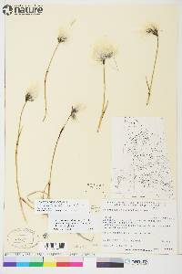 Eriophorum angustifolium image