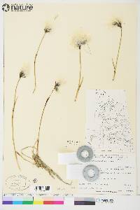 Eriophorum angustifolium image