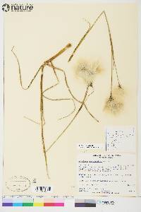 Eriophorum angustifolium image