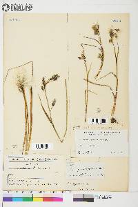 Eriophorum angustifolium image