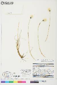 Eriophorum brachyantherum image