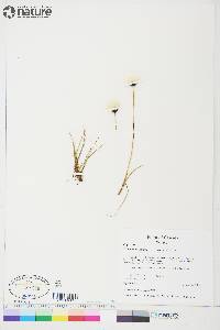 Eriophorum callitrix image