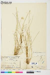 Eriophorum brachyantherum image