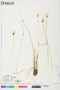 Eriophorum brachyantherum image