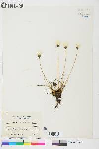 Eriophorum callitrix image