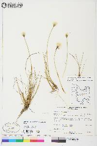 Eriophorum brachyantherum image