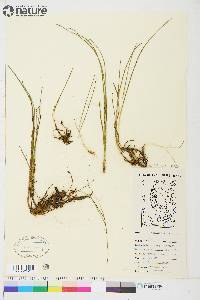 Eriophorum scheuchzeri image