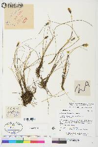 Eriophorum chamissonis image