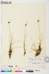 Eriophorum callitrix image