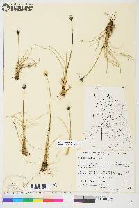 Eriophorum callitrix image