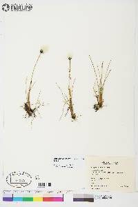 Eriophorum callitrix image