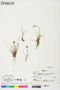 Eriophorum callitrix image