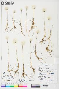 Eriophorum scheuchzeri image