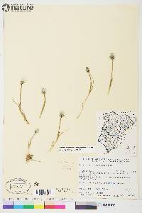 Eriophorum scheuchzeri image