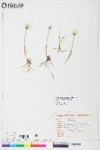 Eriophorum scheuchzeri image