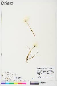 Eriophorum scheuchzeri image