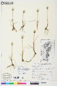 Eriophorum scheuchzeri image