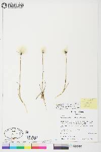 Eriophorum scheuchzeri image