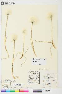 Eriophorum scheuchzeri image