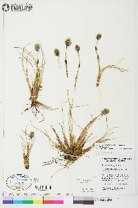 Eriophorum vaginatum image