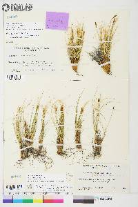 Carex myosuroides image