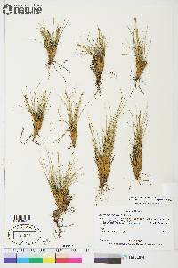 Carex myosuroides image