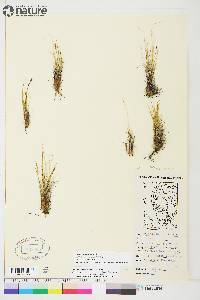 Carex myosuroides image