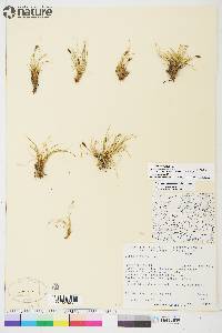 Carex myosuroides image