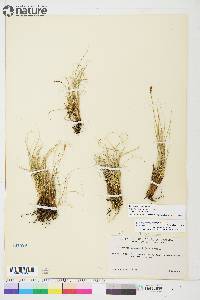 Carex myosuroides image