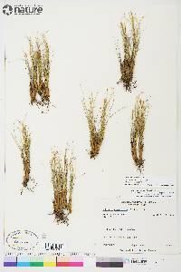 Carex myosuroides image