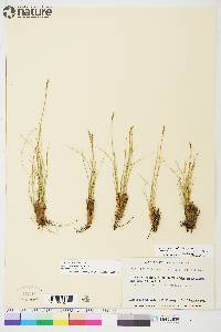 Carex myosuroides image